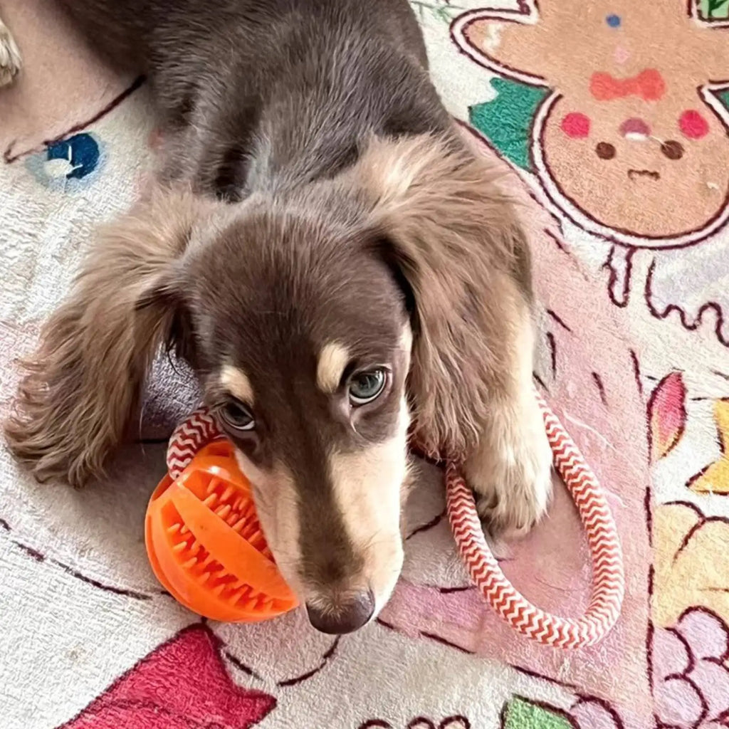 Cotton Rope Dog Toy – Treat-Dispensing Teeth Cleaning & Training Ball