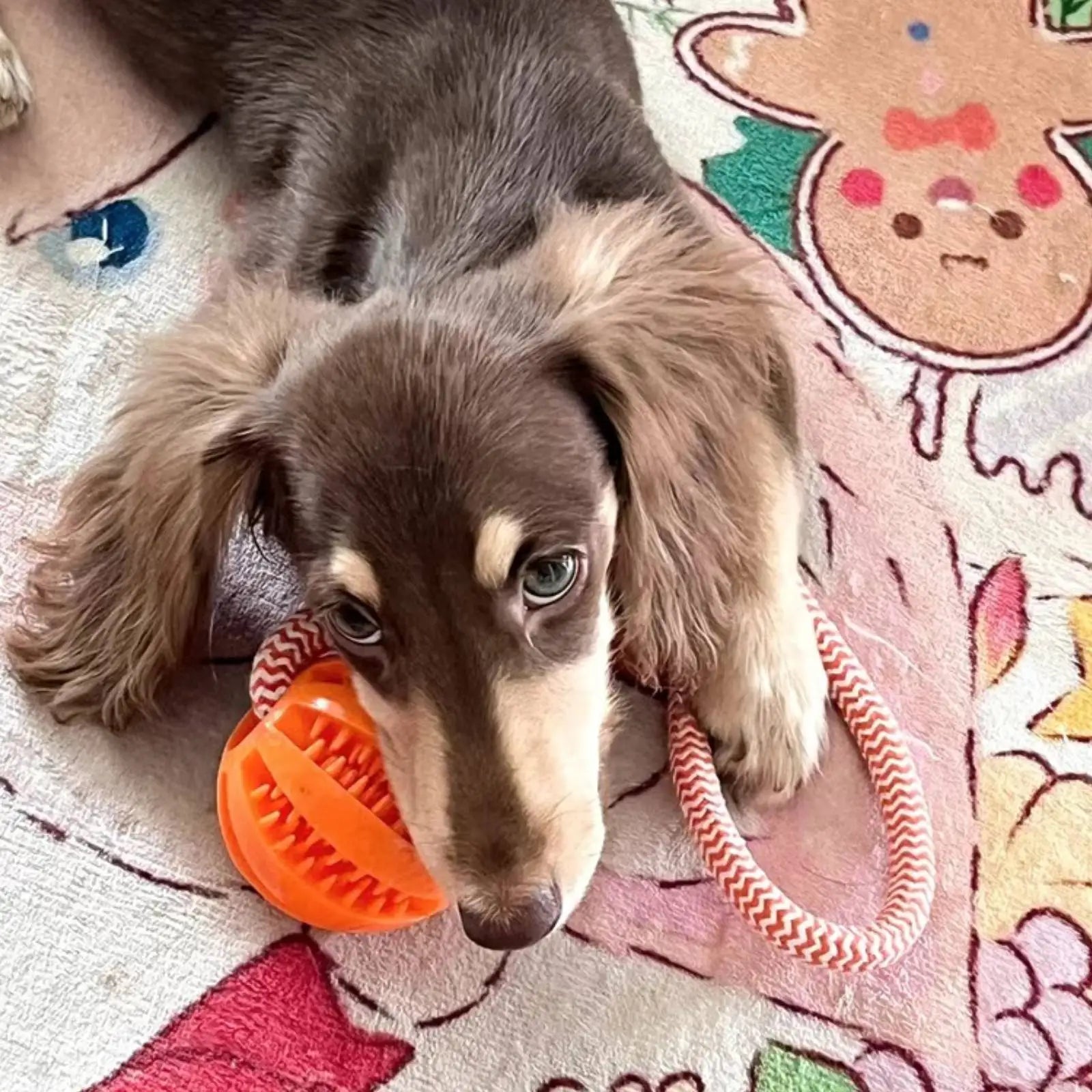 Cotton Rope Dog Toy – Treat-Dispensing Teeth Cleaning & Training Ball